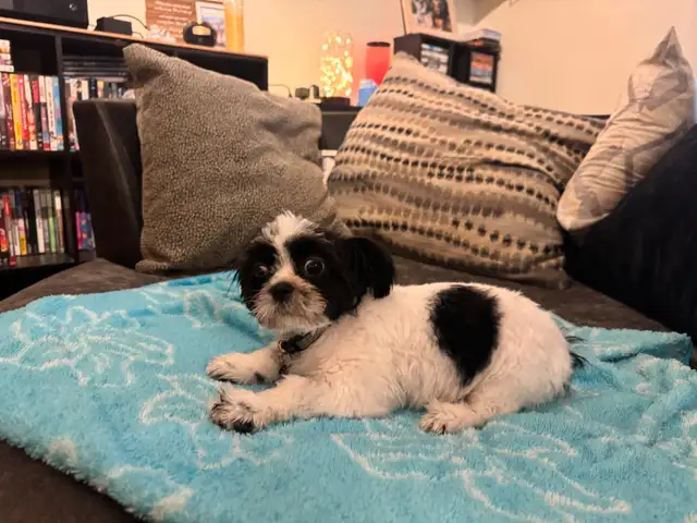 Shorkie Puppy in Dogs & Puppies for Rehoming in Edmonton - Image 4