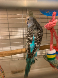 Budgies / cages for sale 