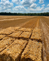 Small Squares Straw