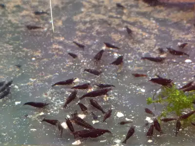 Cherry Red Blue Yellow Orange Black Shrimp Aquarium Plants Snail, View more