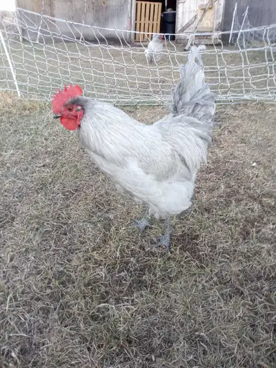 Two Roosters, View more