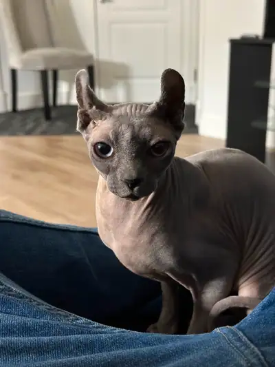 Sphinx elf bleu.