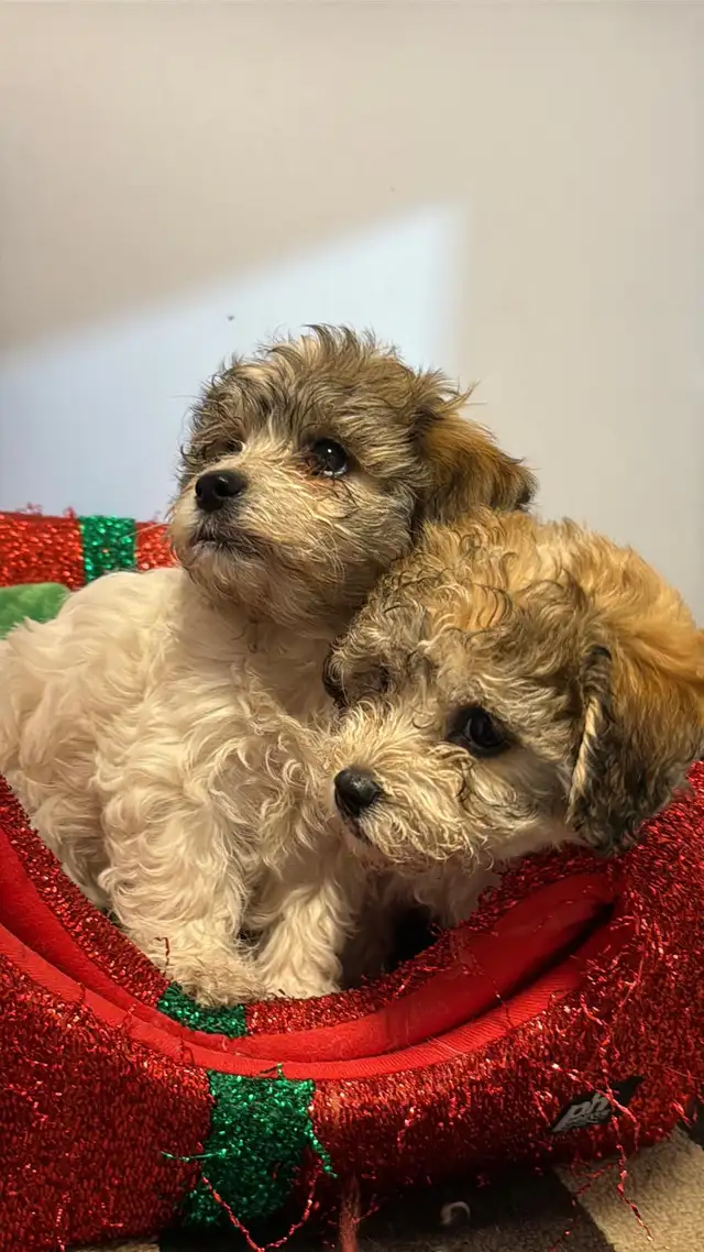 Havashan puppy in Dogs & Puppies for Rehoming in Abbotsford - Image 9