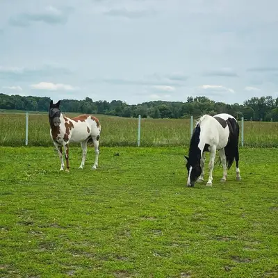 Pension pour chevaux à Mirabel, View more