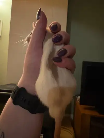 3/4 month old baby rats need forever home, View more