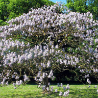The Empress or Foxglove Tree (Paulownia Tomentosa) seedlings