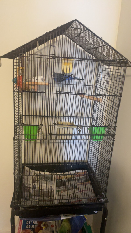 Two Budgie on sale in Birds for Rehoming in Chilliwack