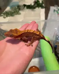 Juvenile Crested Gecko “F252”