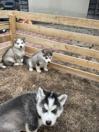 Husky/ malamute puppies 