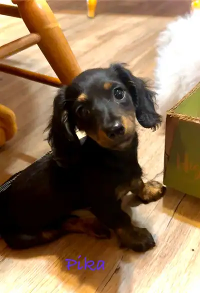Adorable Mini Dachshund Pups, View more