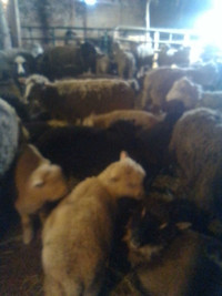 South down ram lambs 
