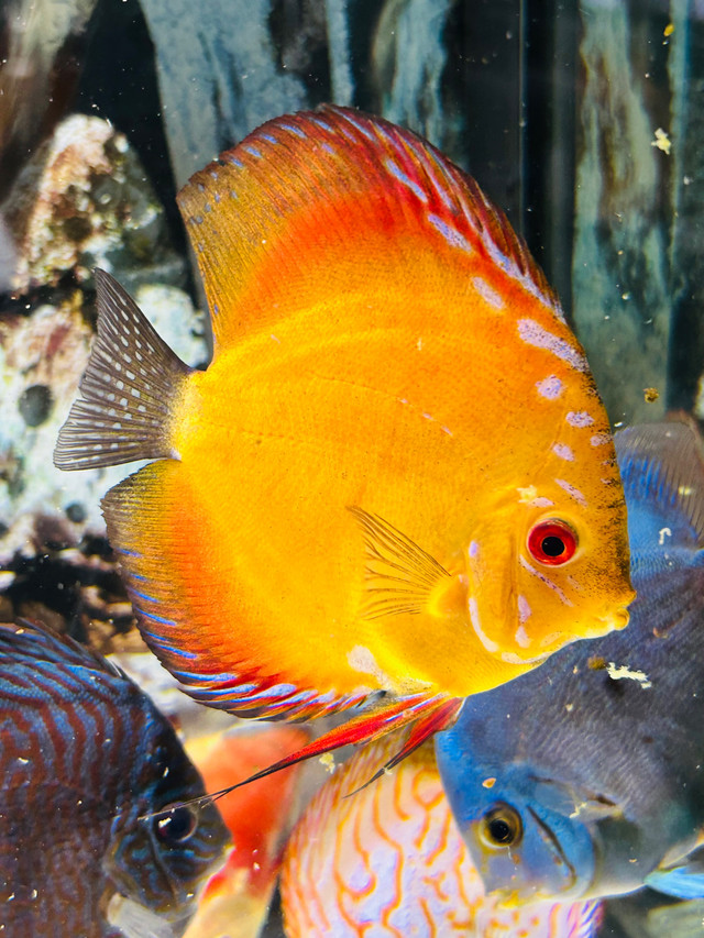F/S Discus  in Fish for Rehoming in La Ronge - Image 3