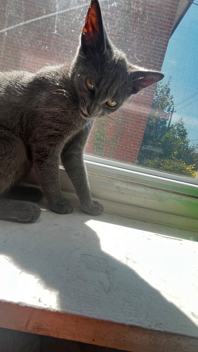 Kitten for rehoming in Cats & Kittens for Rehoming in City of Toronto - Image 4