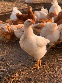 Young Hybrid Chickens