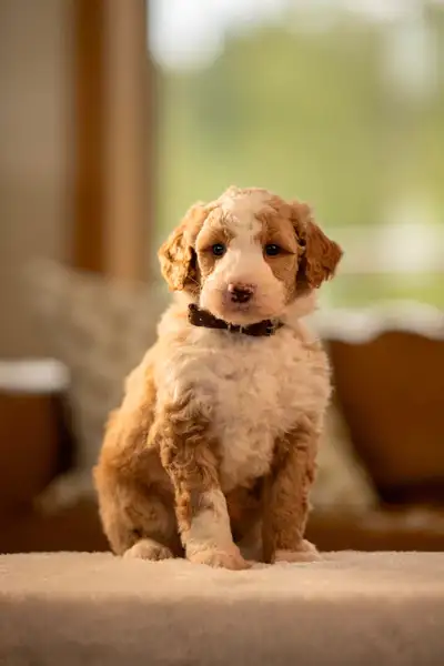 F1B small Bernedoodle puppies, View more