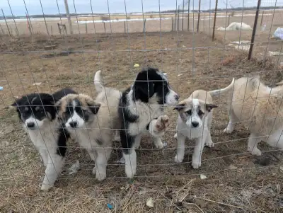 Puppies For Adoption, View more