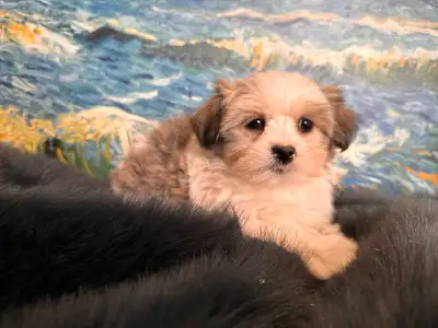 These sweet puppies are home raised with my family in a loving home and all the pups are very well s...