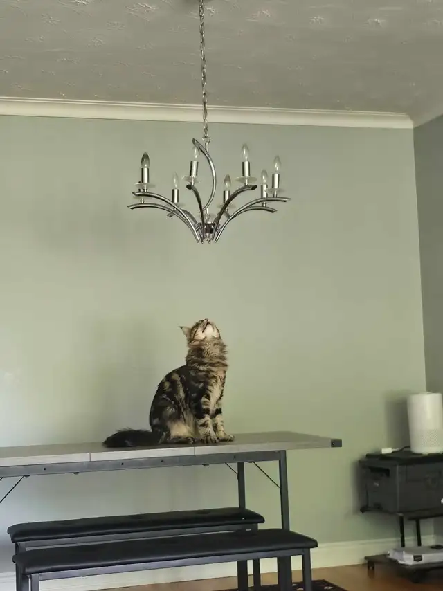Majestic Purebred Mainecoon Male - Exceptional Temperament in Cats & Kittens for Rehoming in Oakville / Halton Region - Image 5