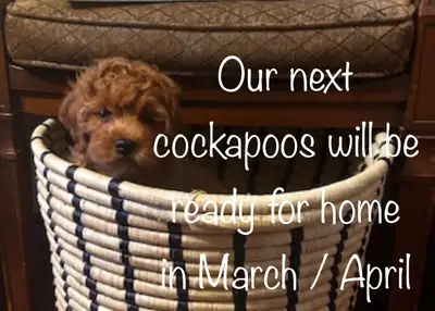 ❤️Cockapoos will be ready for home in March. Goldendoodles ready now and March/April. Aussiedoodles...