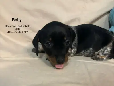 CKC Registered Miniature Dachshund Puppies, View more