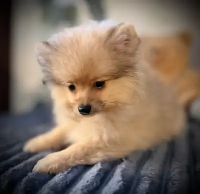Sold pending pick-up - Pomeranian puppy - spunky little Buster, View more