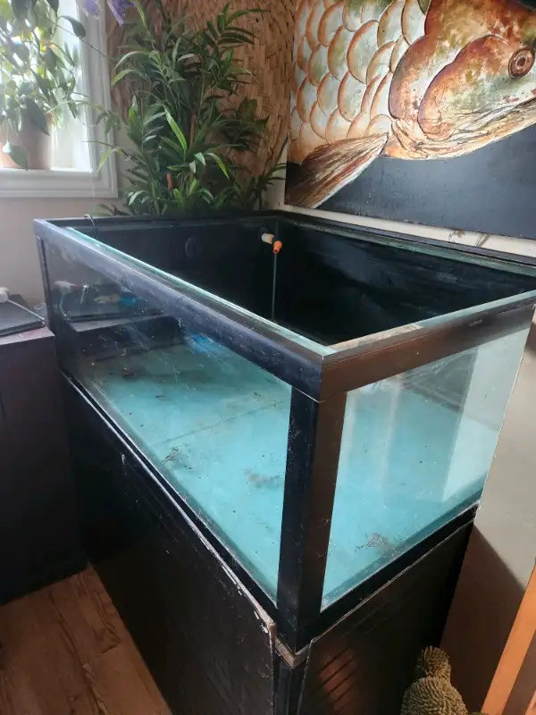 150 gallon fish tank/aquarium in Fish for Rehoming in Edmonton - Image 4