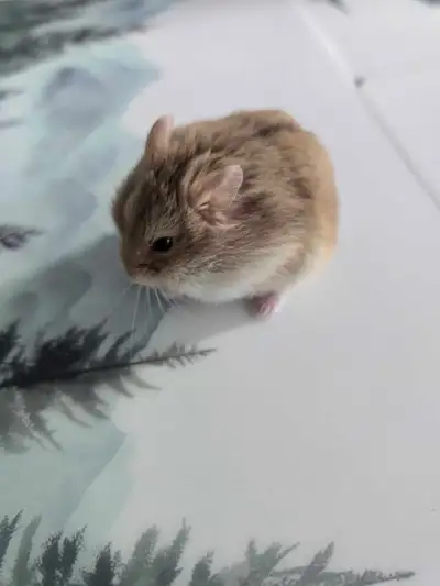 2 month old hamster for rehoming, View more