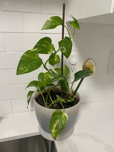 Golden Pothos Potted Plant, View more