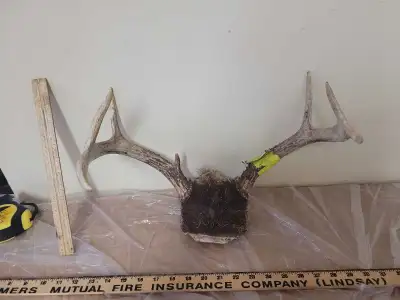 2 s Set Deer Antler Coat Hanger Man Cave , View more