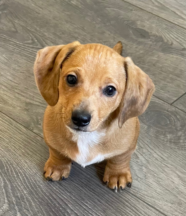 Adorable Pure Breed Miniature Dachshund  in Dogs & Puppies for Rehoming in Edmonton - Image 4