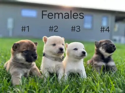 Shiba Inu Puppies, View more