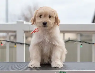 Adorable Cockapoo puppies looking for loving homes! We have 4 beautiful cockapoos ready to find thei...