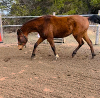 Qh x Arab prospect - Pending 