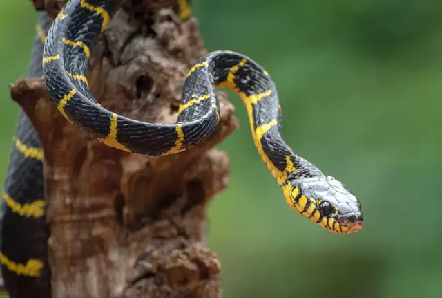 boiga melanota for sale Looking a snake baby for sale. | Reptiles & Amphibians for Rehoming | Barrie | Free local classifieds Lemon Bottle - Fat Size:240 Capsules microchanneling