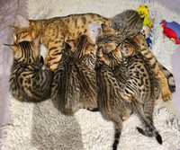 Bengal mix kittens 