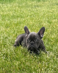 FRENCH BULLDOG PUPPIES