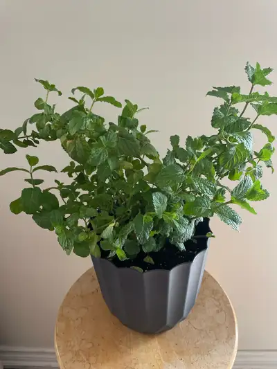 Fresh Mint Plant, View more