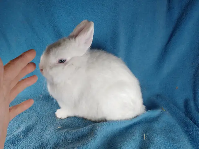 EXTRAORDINARY Netherland dwarf, Holland lop, mini rex, lionhead in Small Animals for Rehoming in Thunder Bay - Image 6