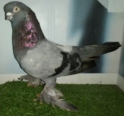 Pigeon mâle Berliner tumbler FB819, View more