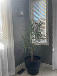 Palm plant real