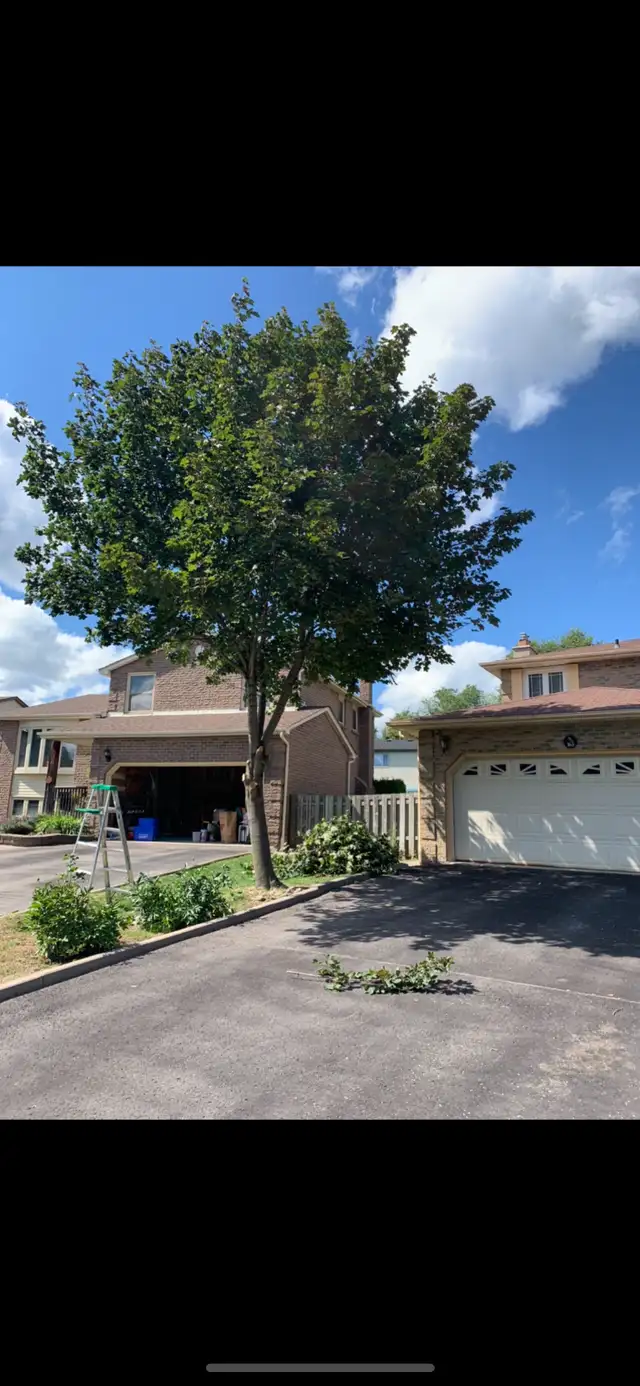 Your Trusted Tree Trimming & Hedging Expert63735895625347121