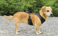 2 Harnais Pet Safe Dog Harness