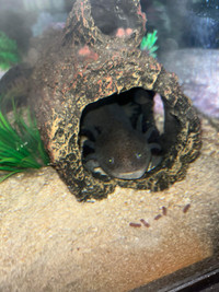 axolotl for rehoming 