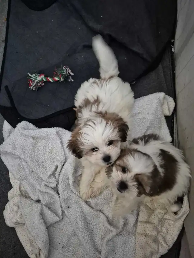 Shihtzu puppies sold pending pick up in Dogs & Puppies for Rehoming in Owen Sound - Image 2