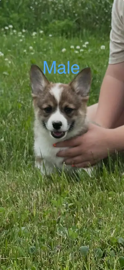Pembroke Welsh Corgis ready now!, View more