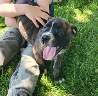 Valley Bulldog Puppies, View more