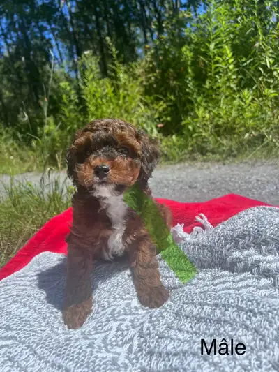 Golden Doodle Mini, View more