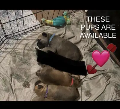 PLEASE READ THE AD BEFORE MESSAGING ME.       PUPPIES FOR SALE !, View more