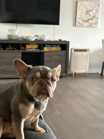 Female French Bulldog , View more