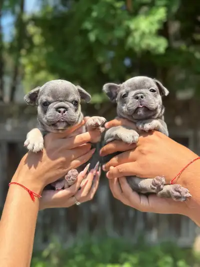 French bulldog puppies lilac, View more